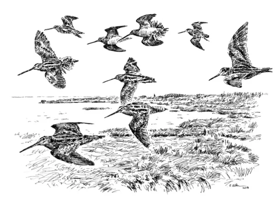 sketch of birds