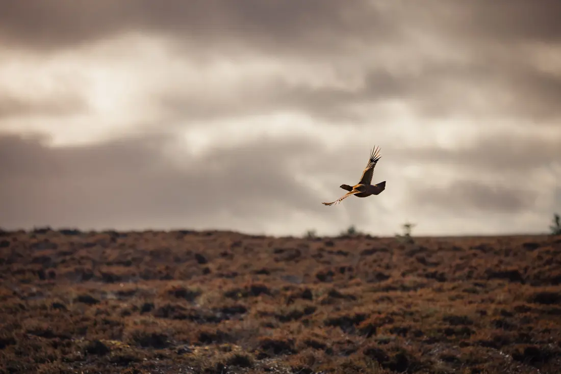 Red grouse in flight