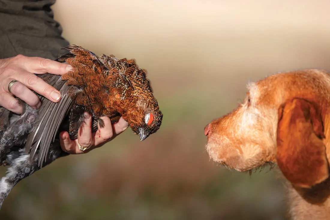 dog examining grouse 