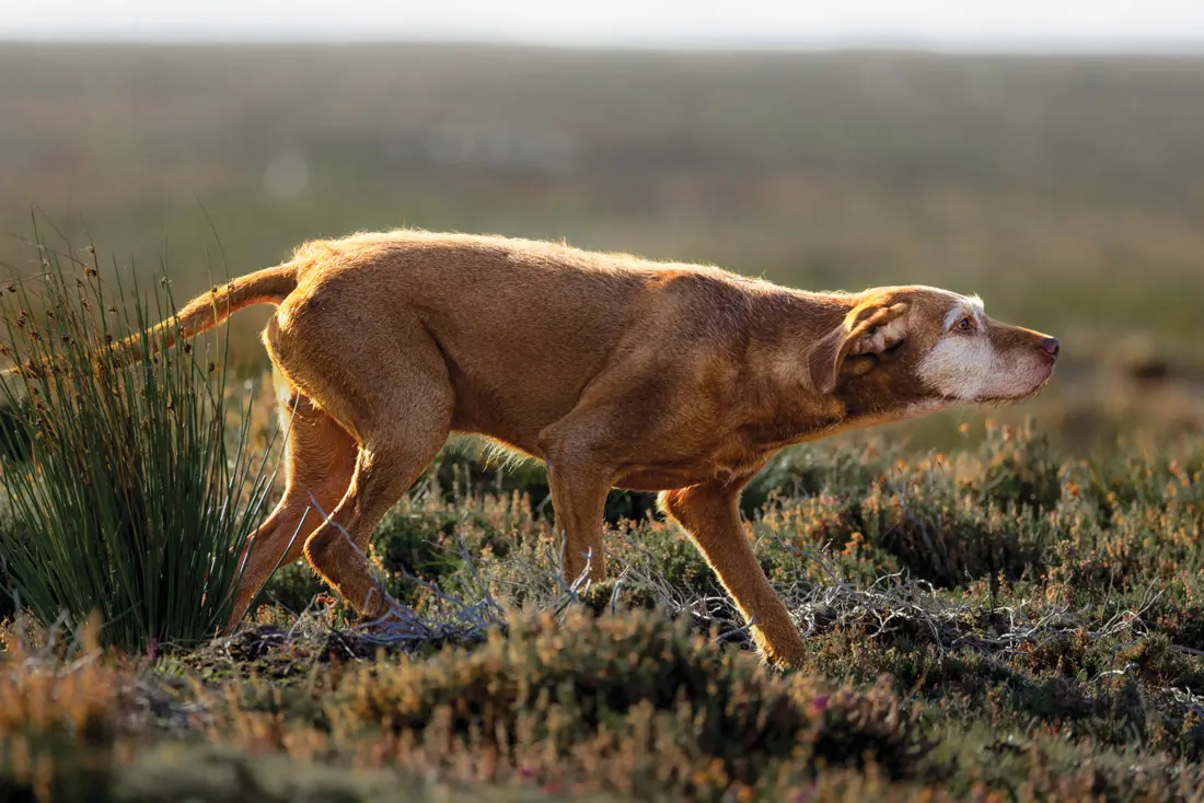 dog stalking grouse