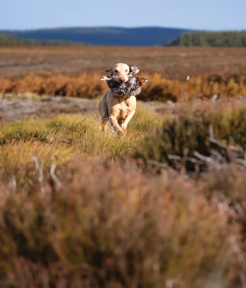 retriever with grouse in mouth