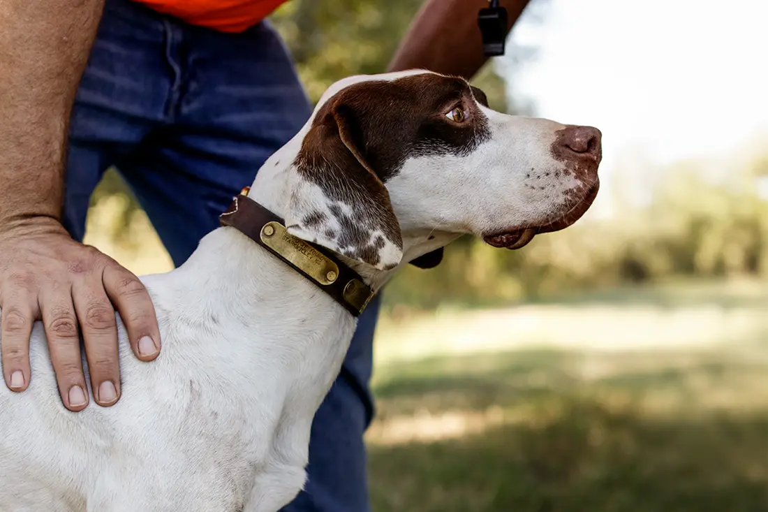 Dog getting a pat