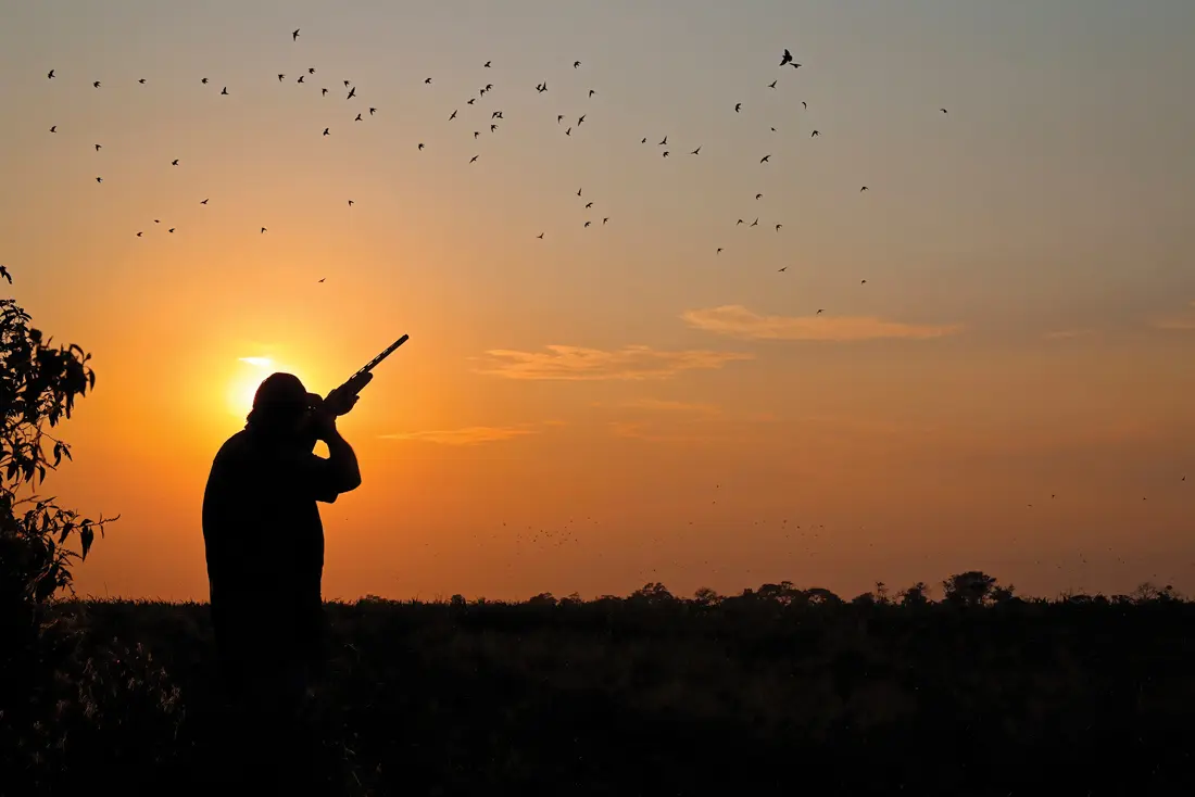 Hunter(s) shooting at Eared Doves at Sunrise/Sunset, South America