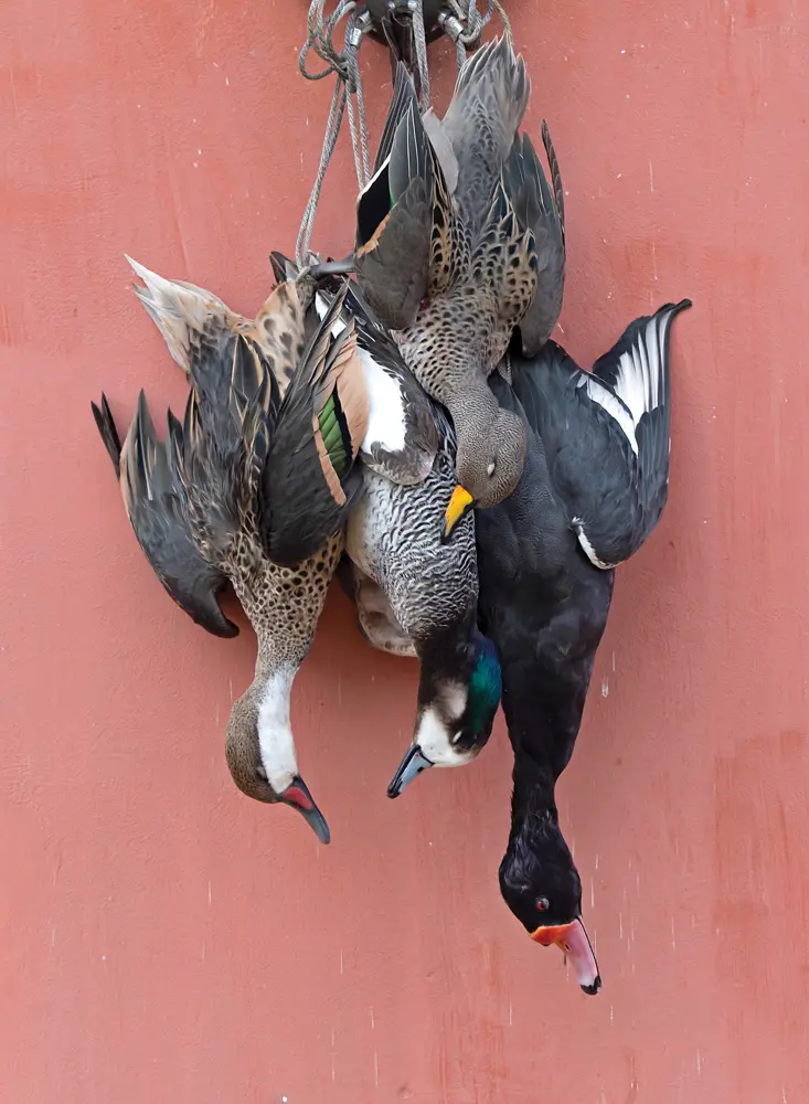 White-cheeked Pintail/Chiloe Wigeon/Rosy-billed Pochard/Yellow-billed Teal in the bag, Argentina