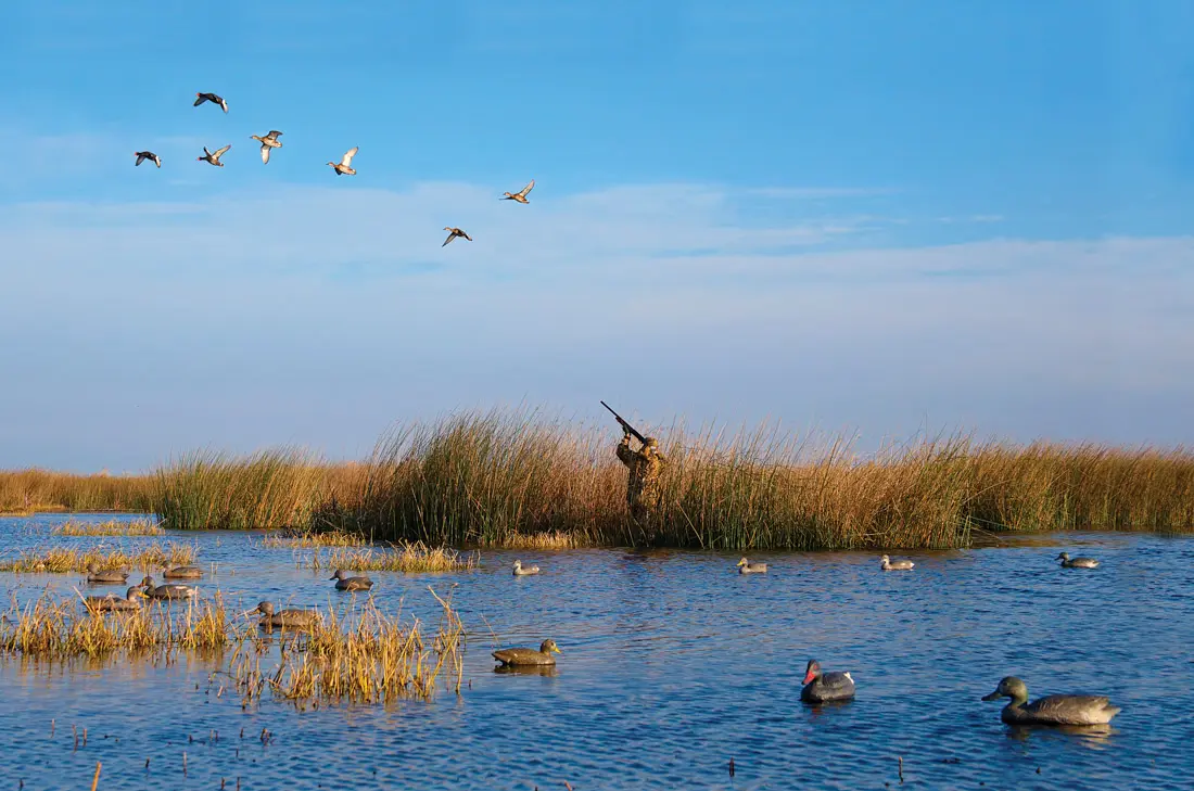 Hunter(s) shooting at ducks over decoys