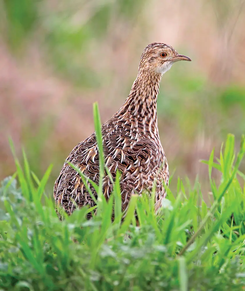 Spotted Tinamou (Nothura maculosa) in grass