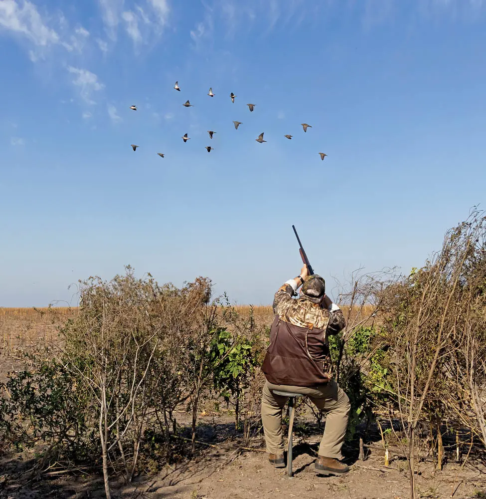 Hunter(s) shooting at Eared Doves, Argentina 