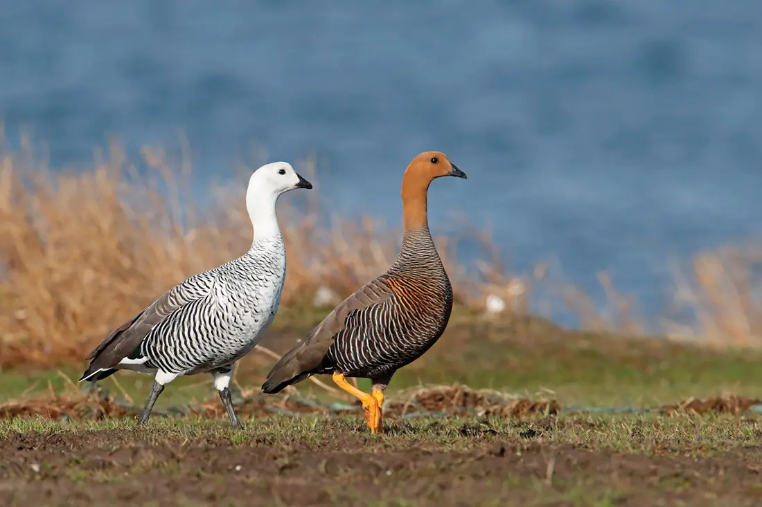 Upland (Magellan) Goose 