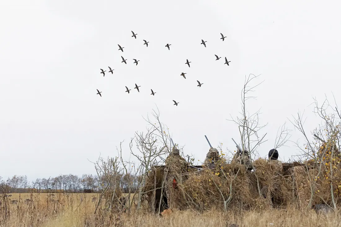 Hunters in a blind watching geese