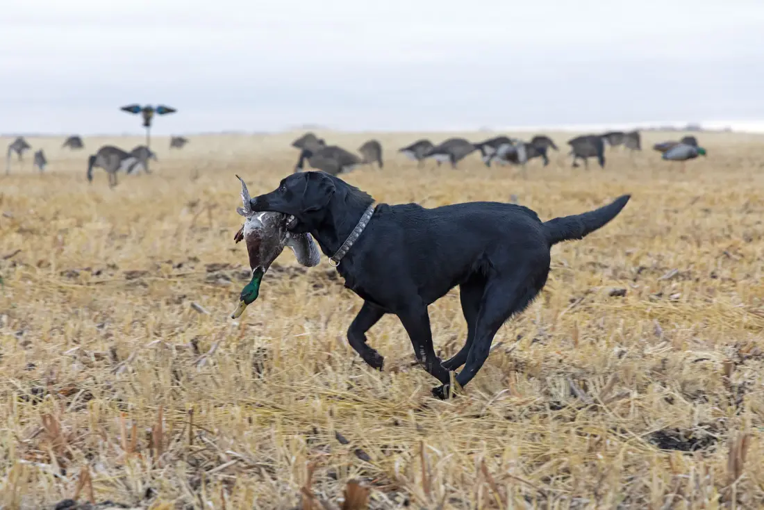 Labrador Retriever fetching a bird