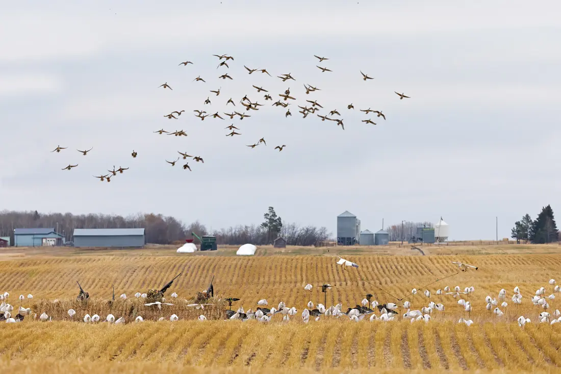 Alberta Geese in flight over a field