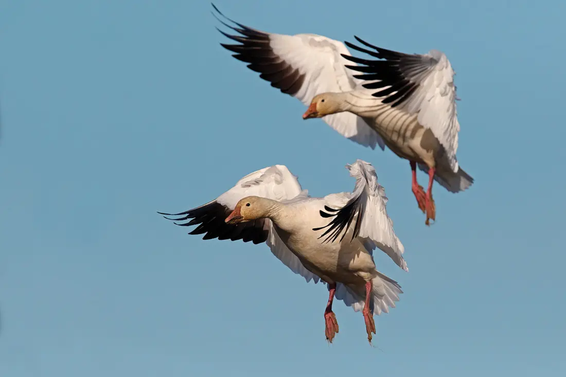 Geese in flight
