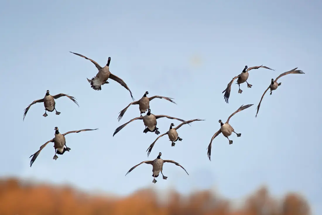 large flock of geese
