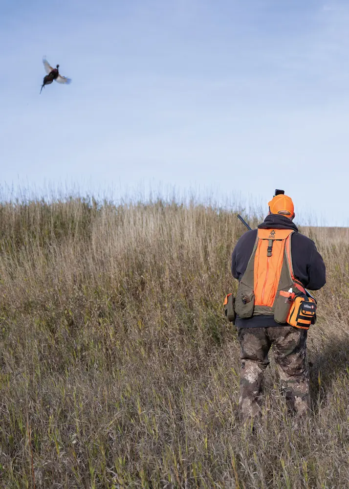 Various Pheasants in Non AG Fields and Hunters shooting at distant Roosters