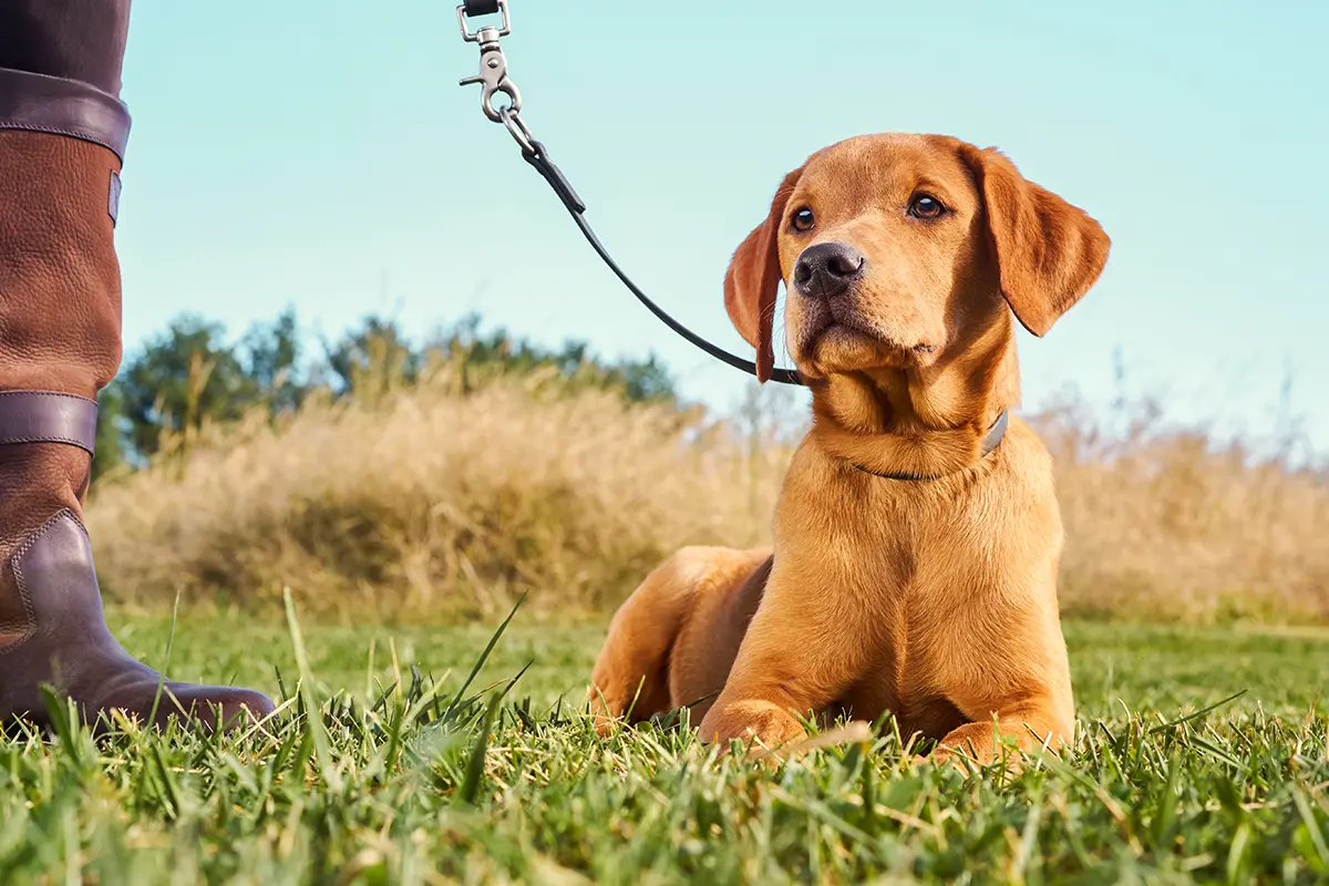 10 Tips for Sporting Dog Owners