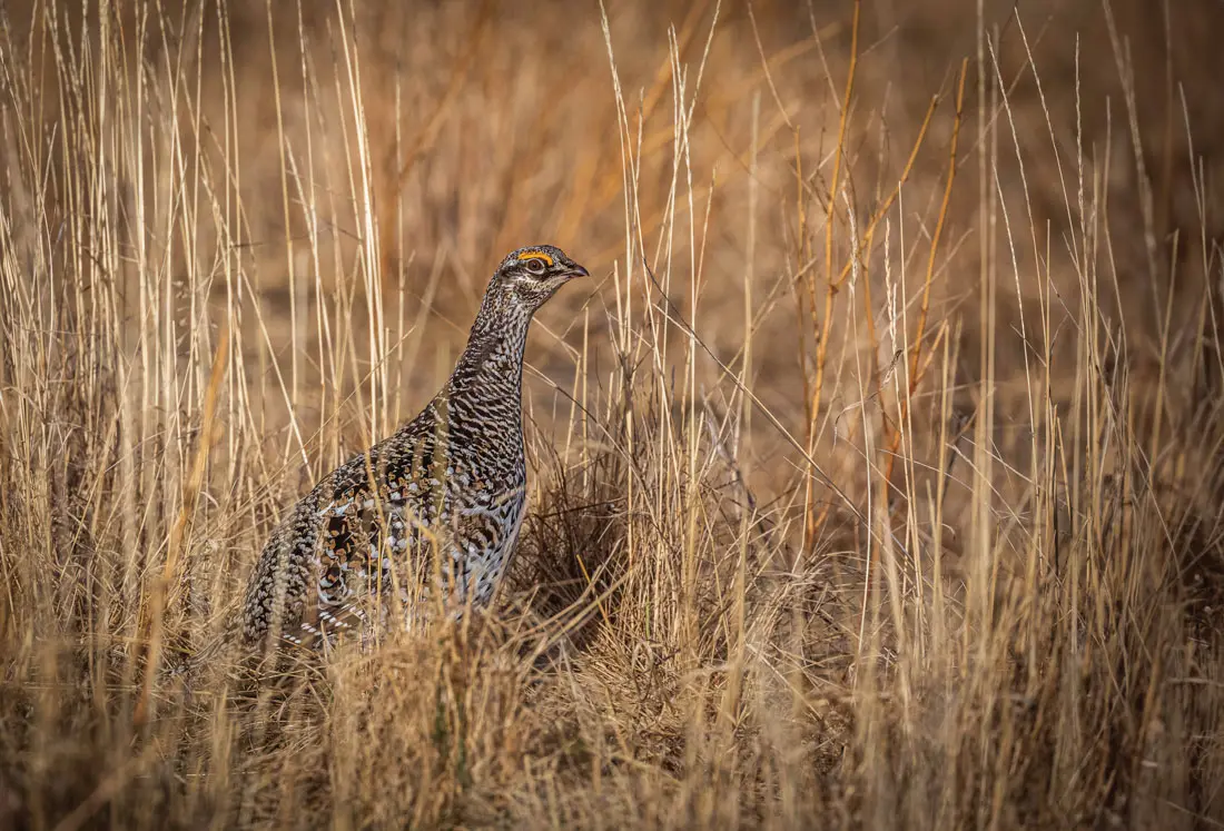 Sharptail in alaskan brush