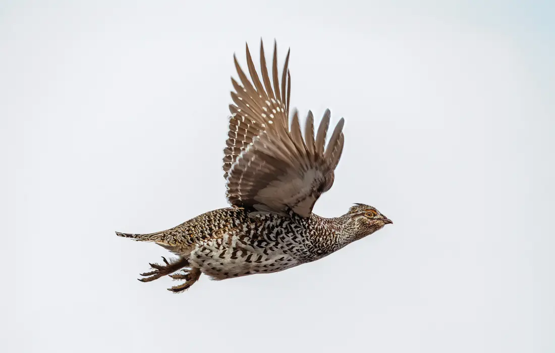 bird in flight