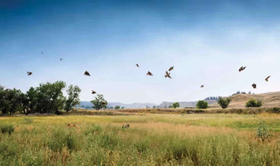 sweetgrass fields