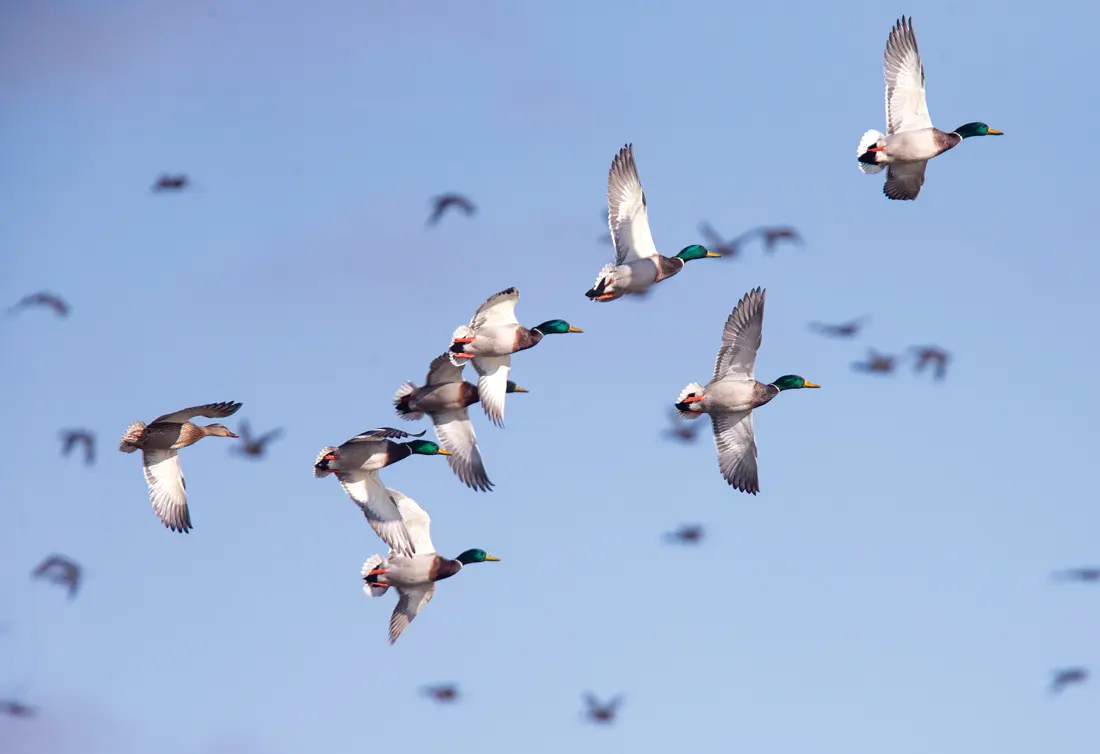 birds in flight