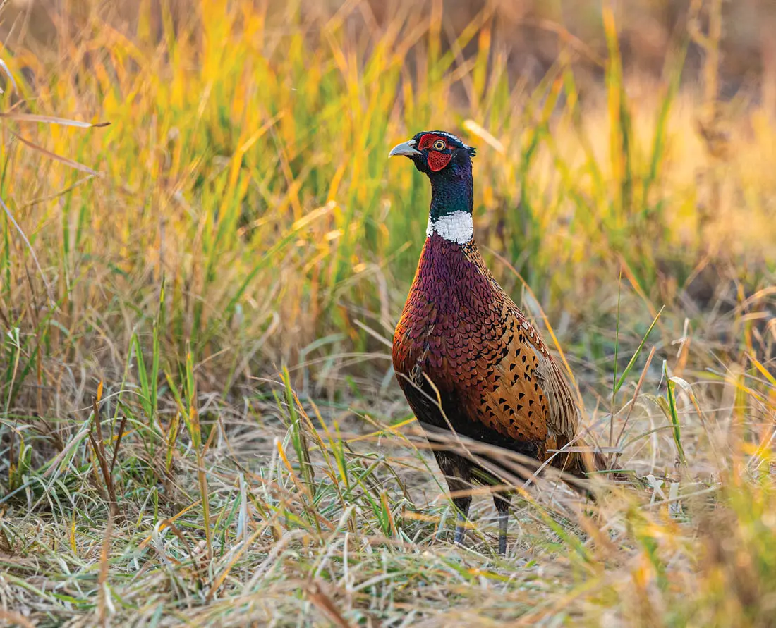 Various Pheasants in Non AG Fields and Hunters shooting at distant Roosters