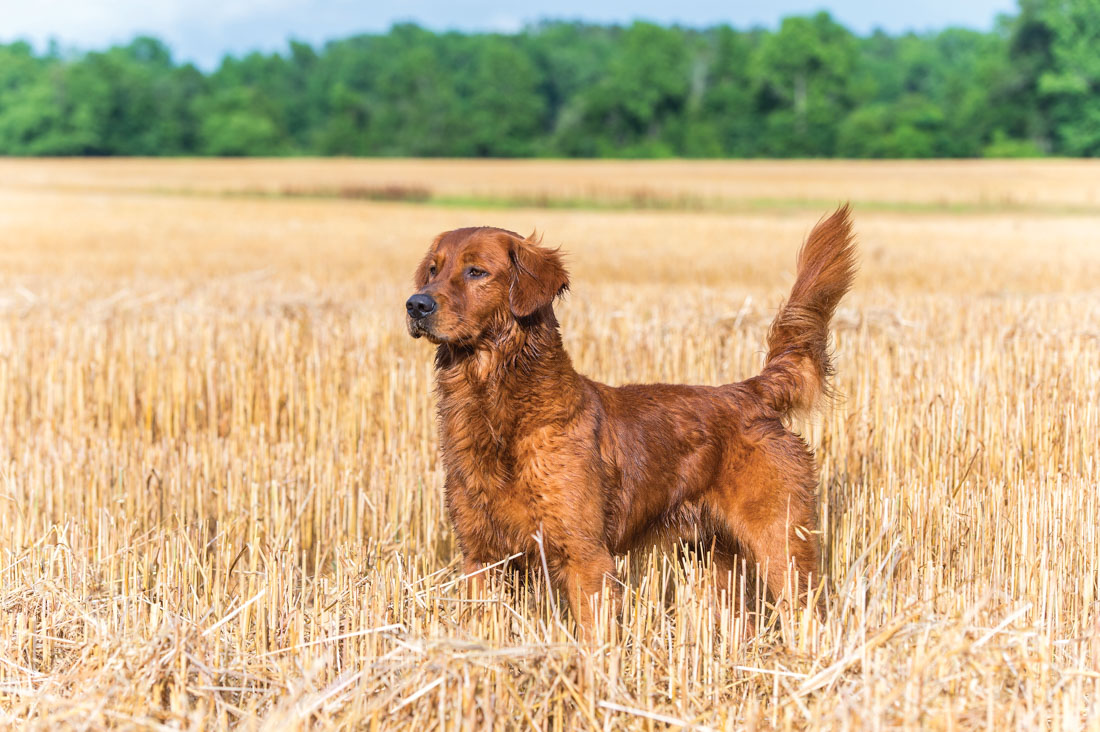 dog standing in a field