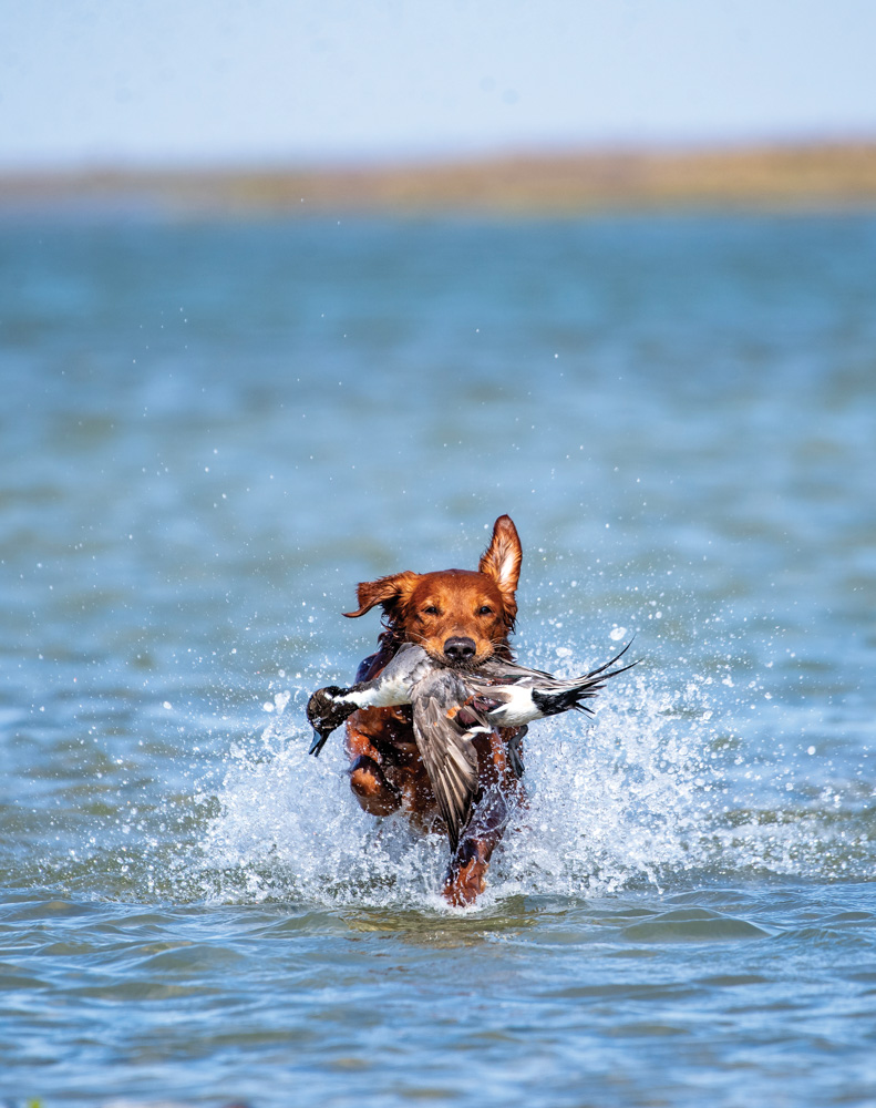 dog running through water