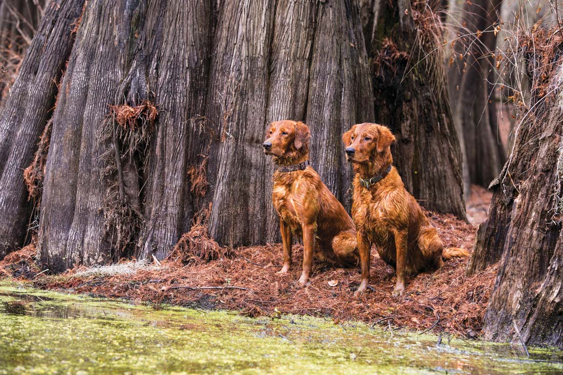 two dogs in the woods