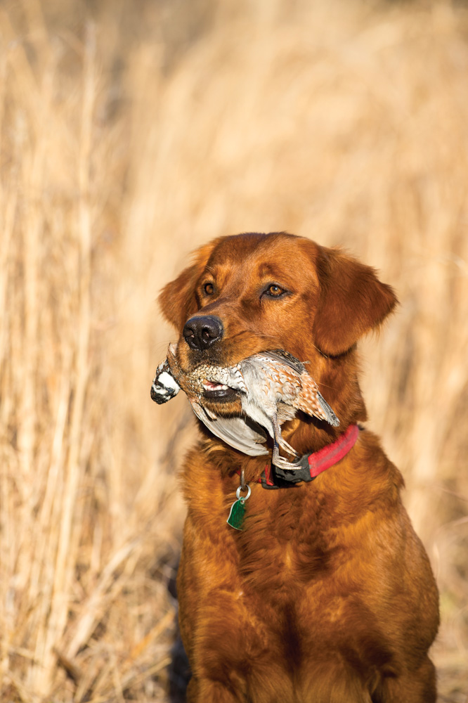 Dog with bird