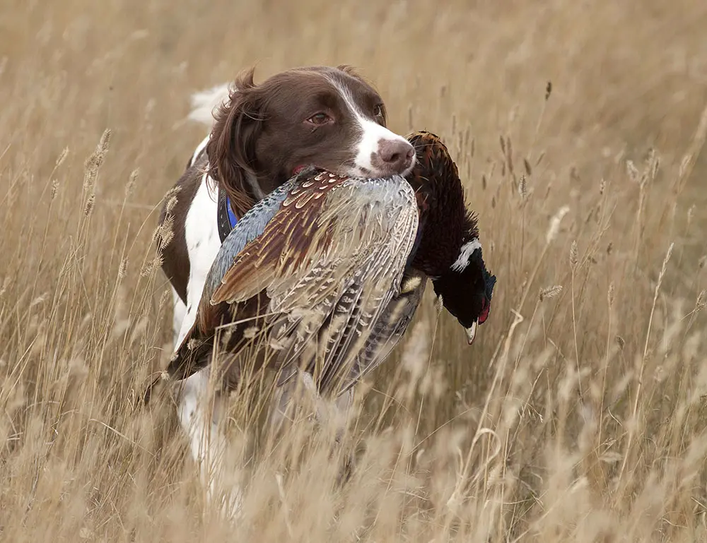 One of The Signature Lodge in South Dakota's bird dog