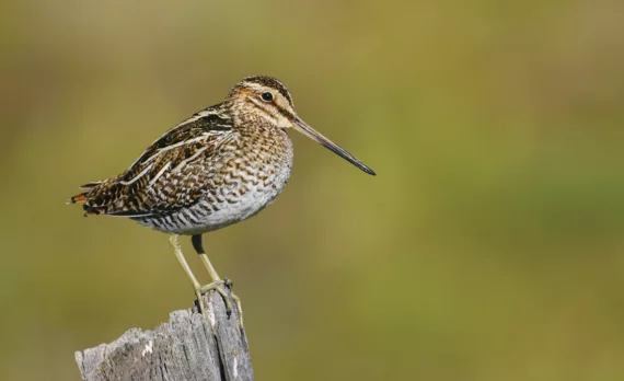 snipe on a stump