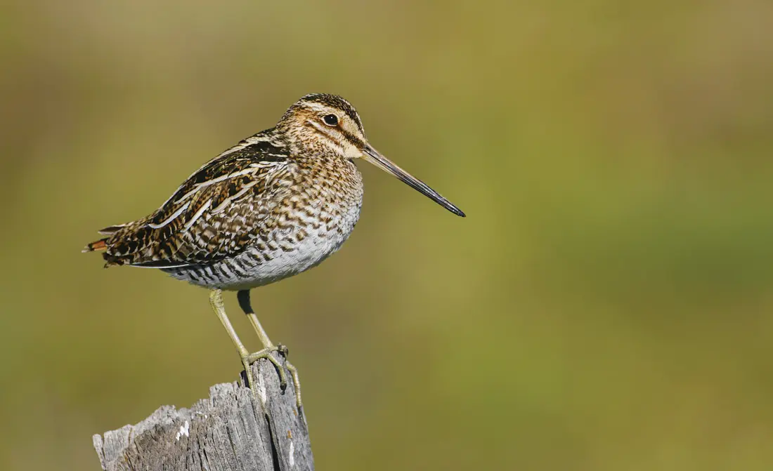 snipe on a stump