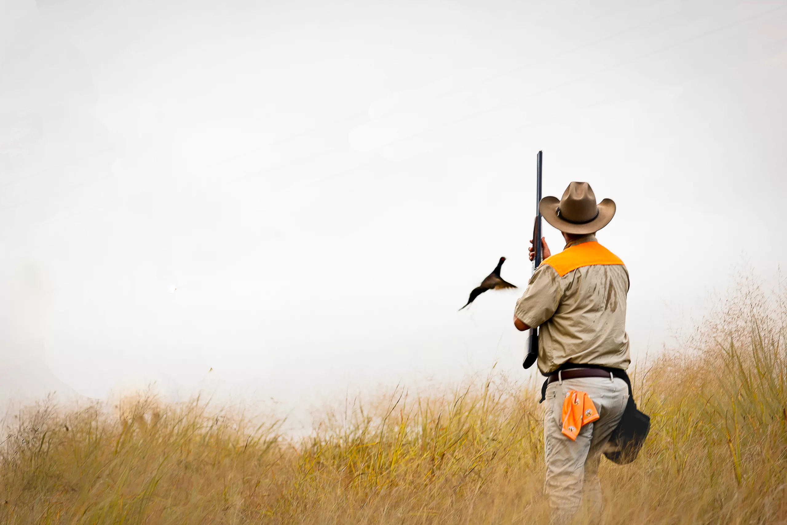 A flushing pheasant while a hunter stands with shotgun pointed toward the sky
