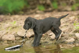 Puppy retrieving his toy from the water