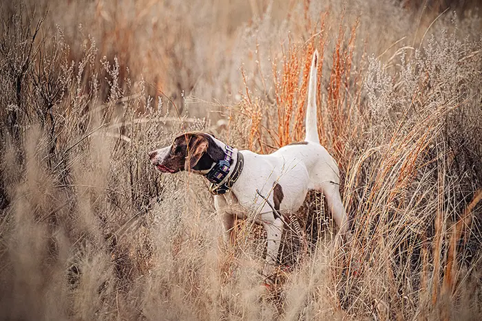 A dog on point in the Okalhoma panhandle