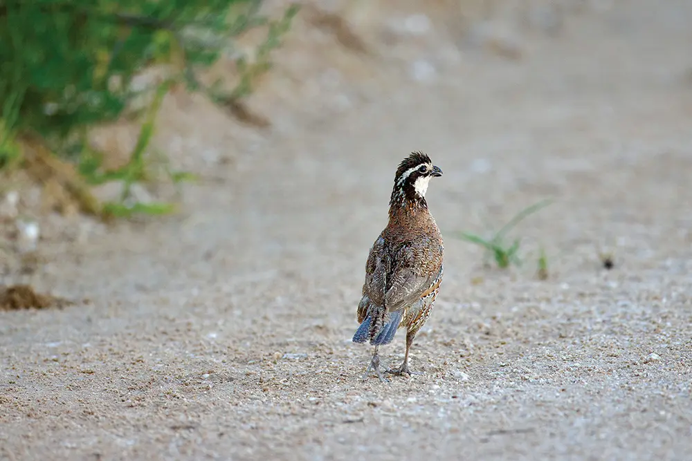 A Bobwhite on gravel in Oklahoma.
