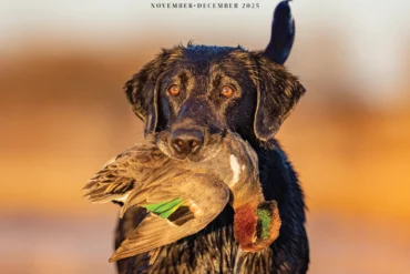 november/december 2025