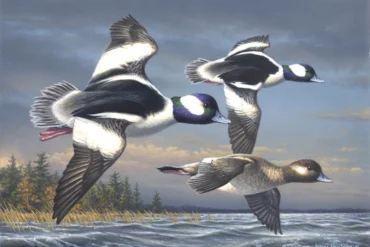 Duck (stamp) dynasty continues